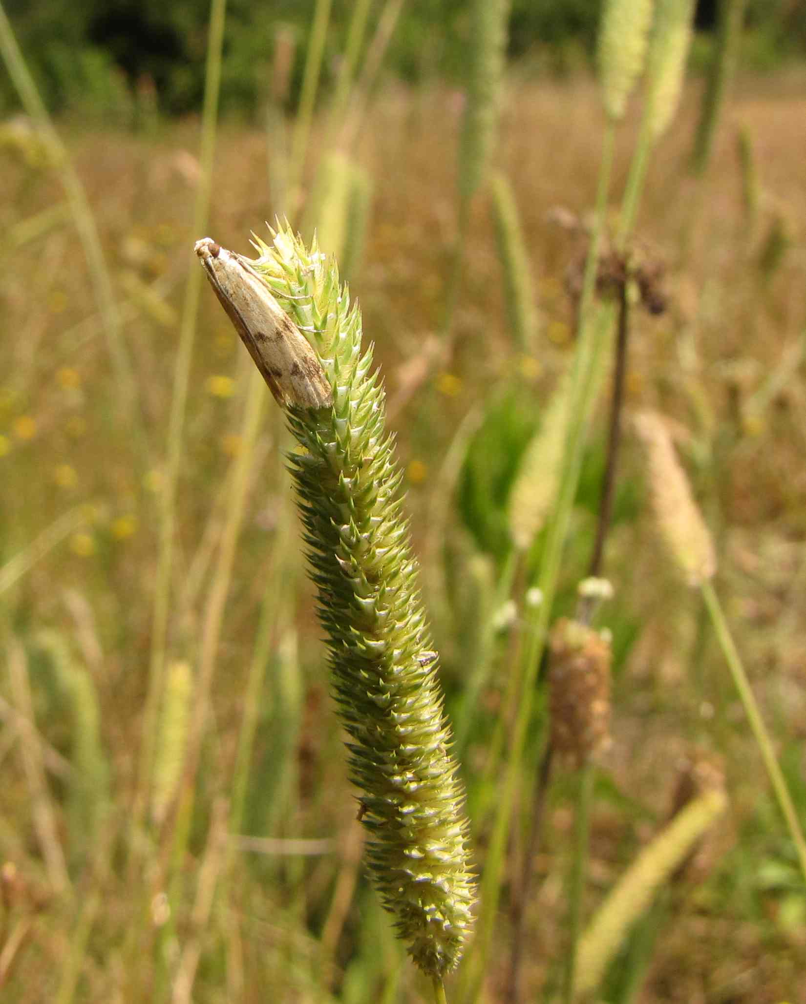 falena da determinare